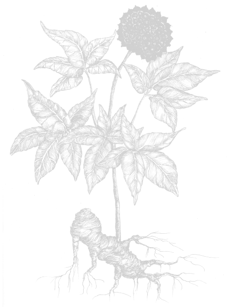 Ingredient Image