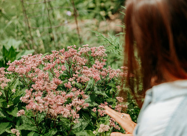 Best Adaptogens for A Calm & Collected Life: A Practical Guide to Calming Herbs