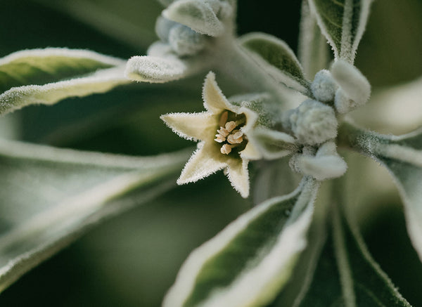 What Are Adaptogens? A Complete Guide to Adaptogenic Herbs, Benefits, and Science